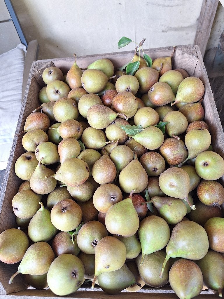 Te Koop Stoofperen, Diversen, Levensmiddelen, Ophalen