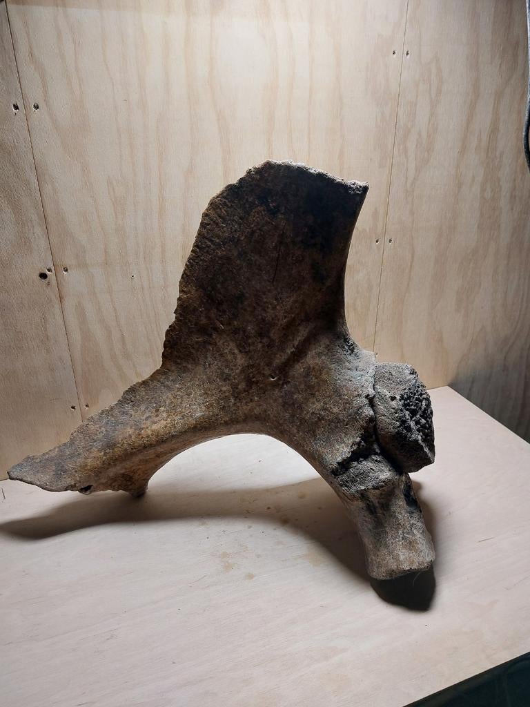 Fragment heupbot mammoet, Verzamelen, Mineralen en Fossielen, Ophalen