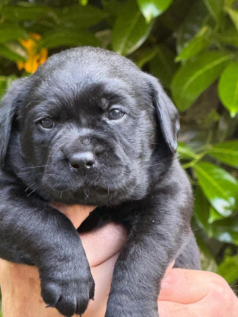 Zwarte Labrador pups, stamboom, sociale voll. geteste ouders, Parvo, 8 tot 15 weken, Labrador retriever, Meerdere