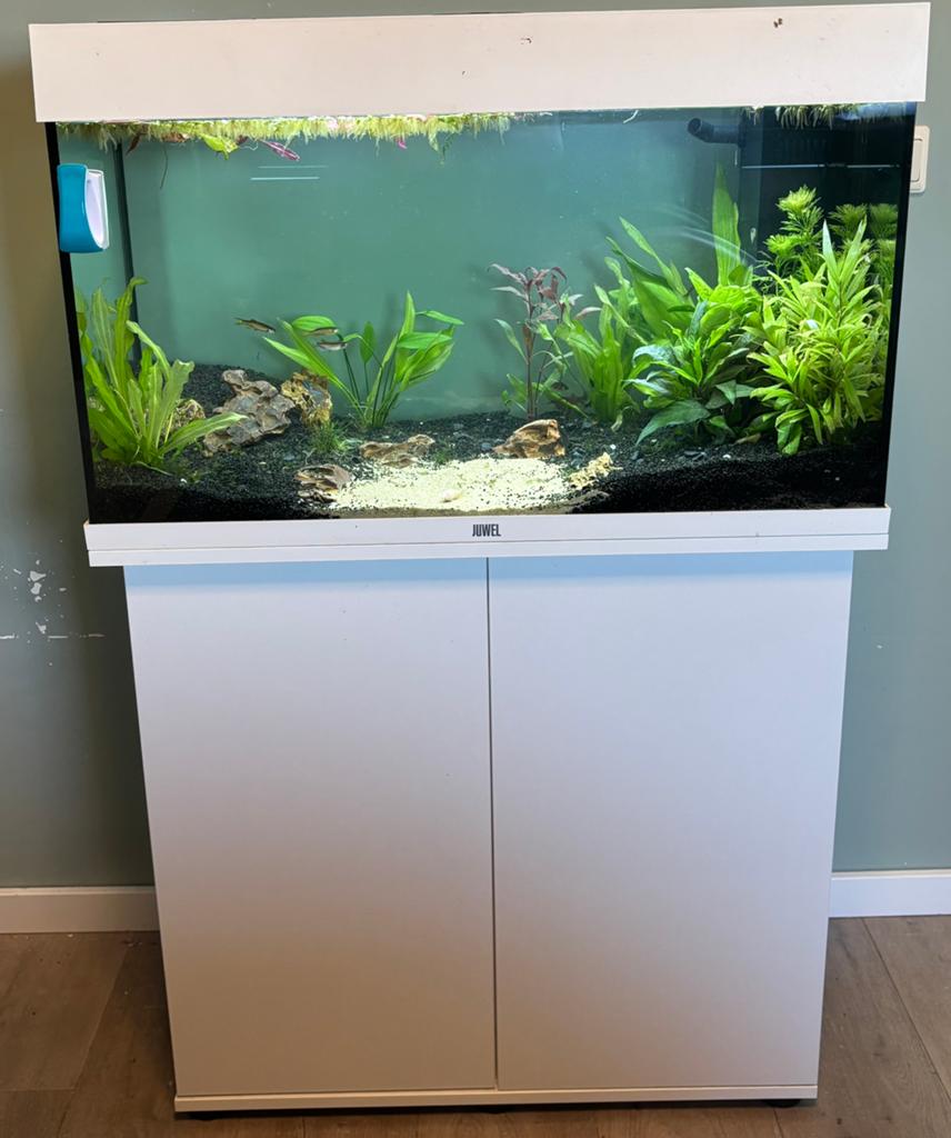 Leuk aquarium, Ophalen of Verzenden, Zo goed als nieuw, Overige typen, Juwel