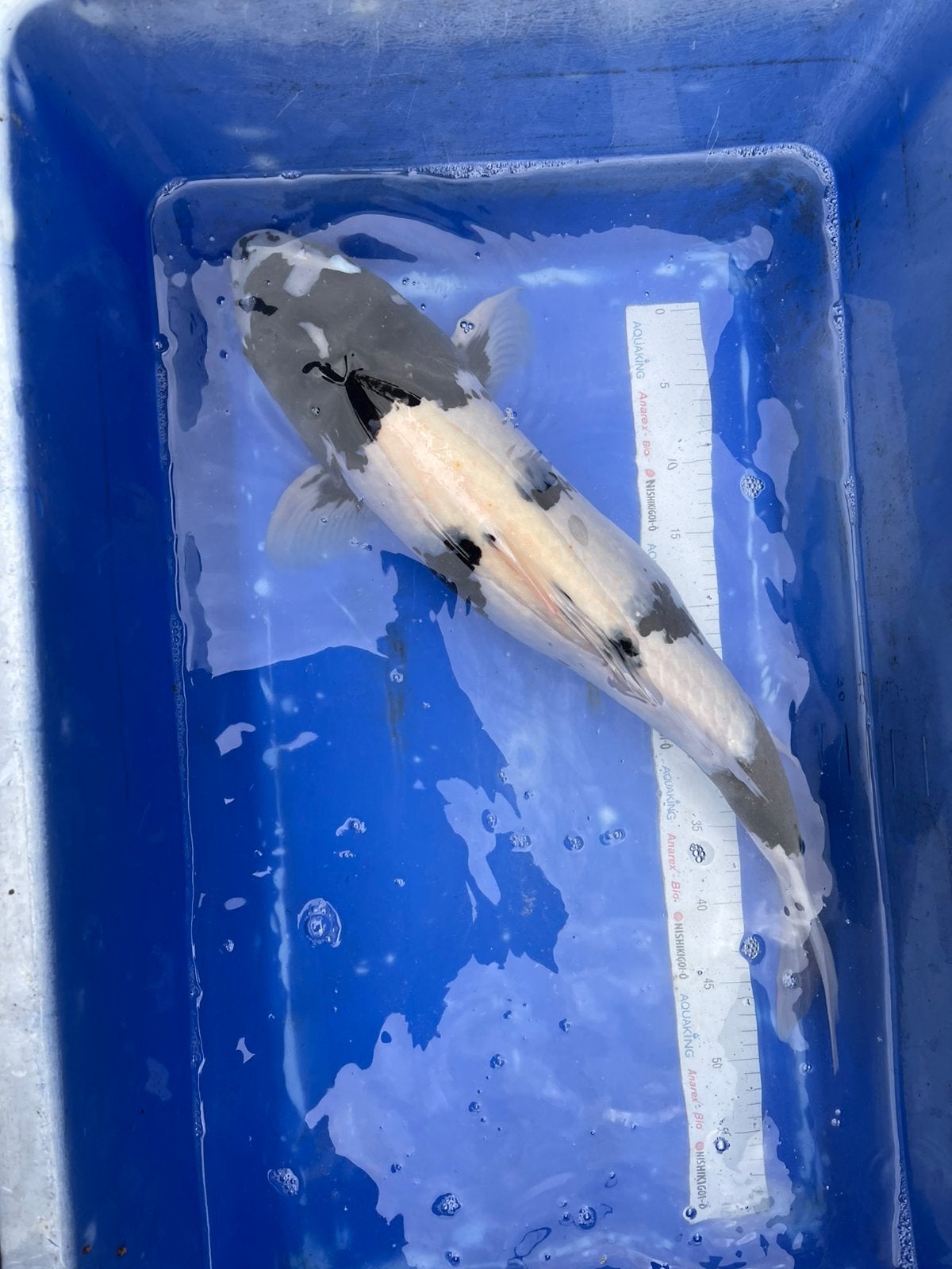 Japanse koi shiro utsuri 60 cm, Dieren en Toebehoren, Vissen | Vijvervissen, Karper of Koi