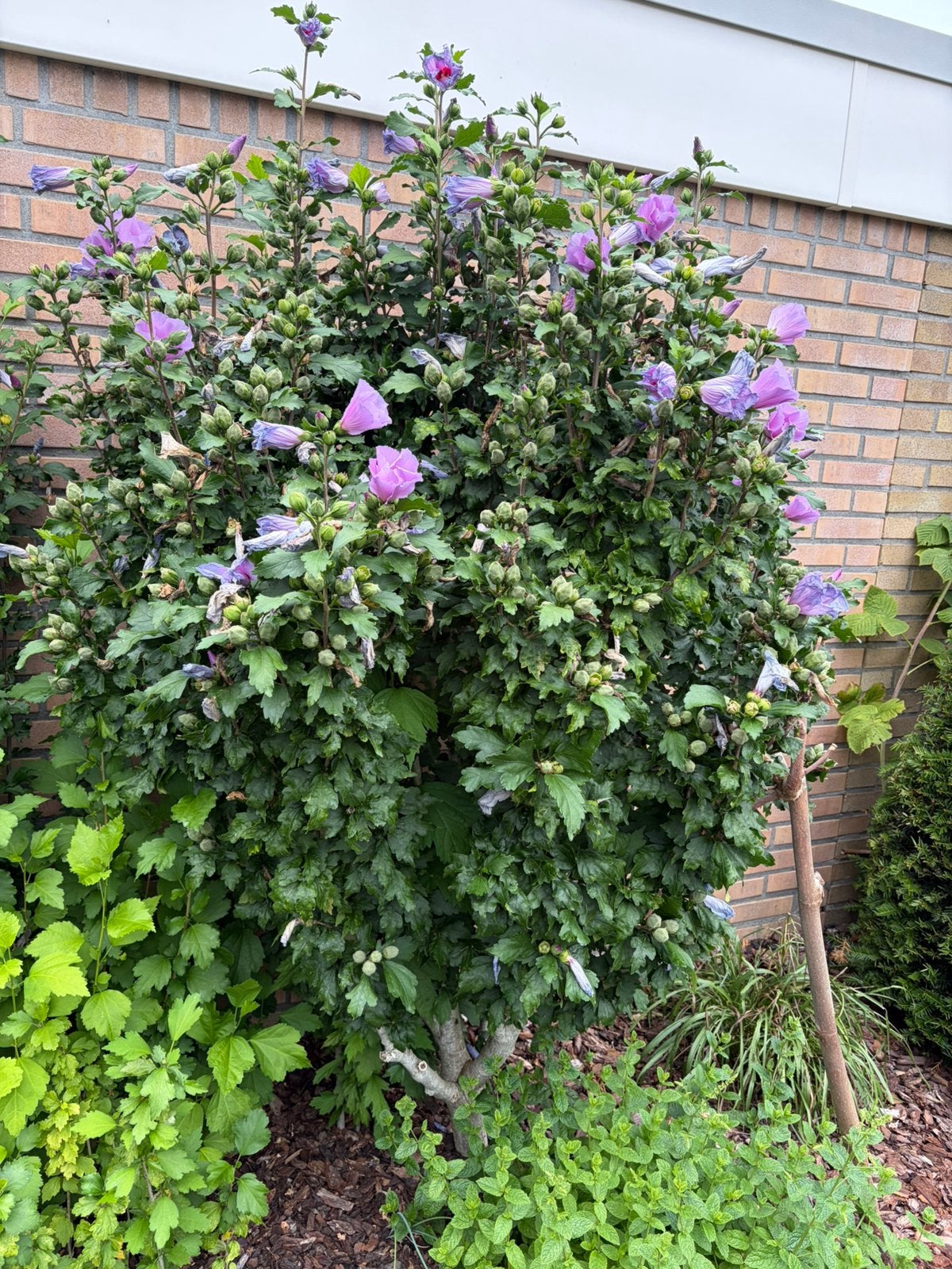 Hibiscus boom paars, Tuin en Terras, Volle zon, 100 tot 250 cm, Zomer, Overige soorten