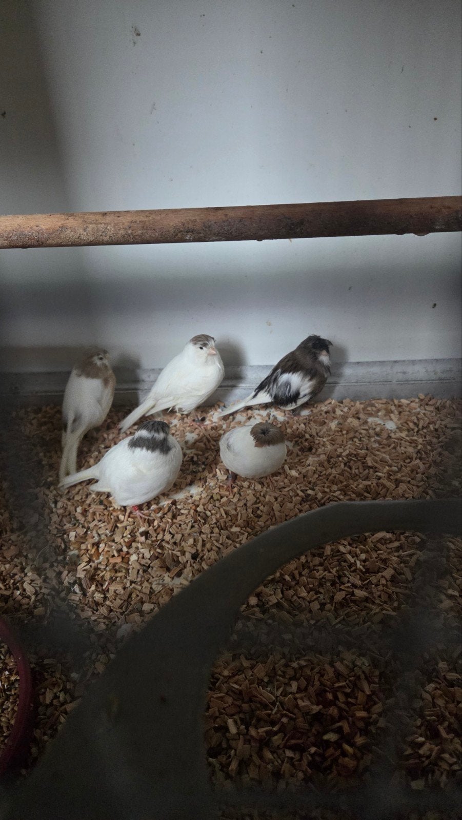 wit bonte gloster kanaries, Meerdere dieren, Postuurkanarie
