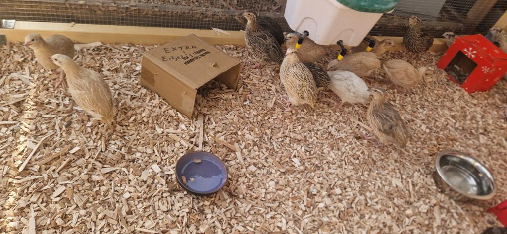 Japnse jumbo kwartels, Meerdere dieren, Overige soorten