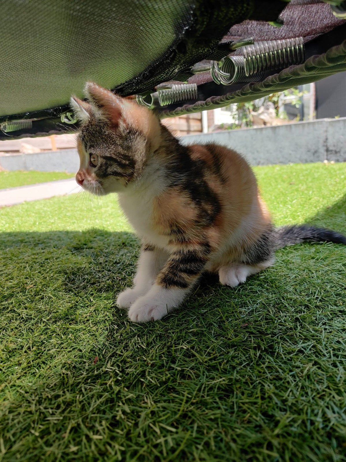 Hele mooie kitten, Poes