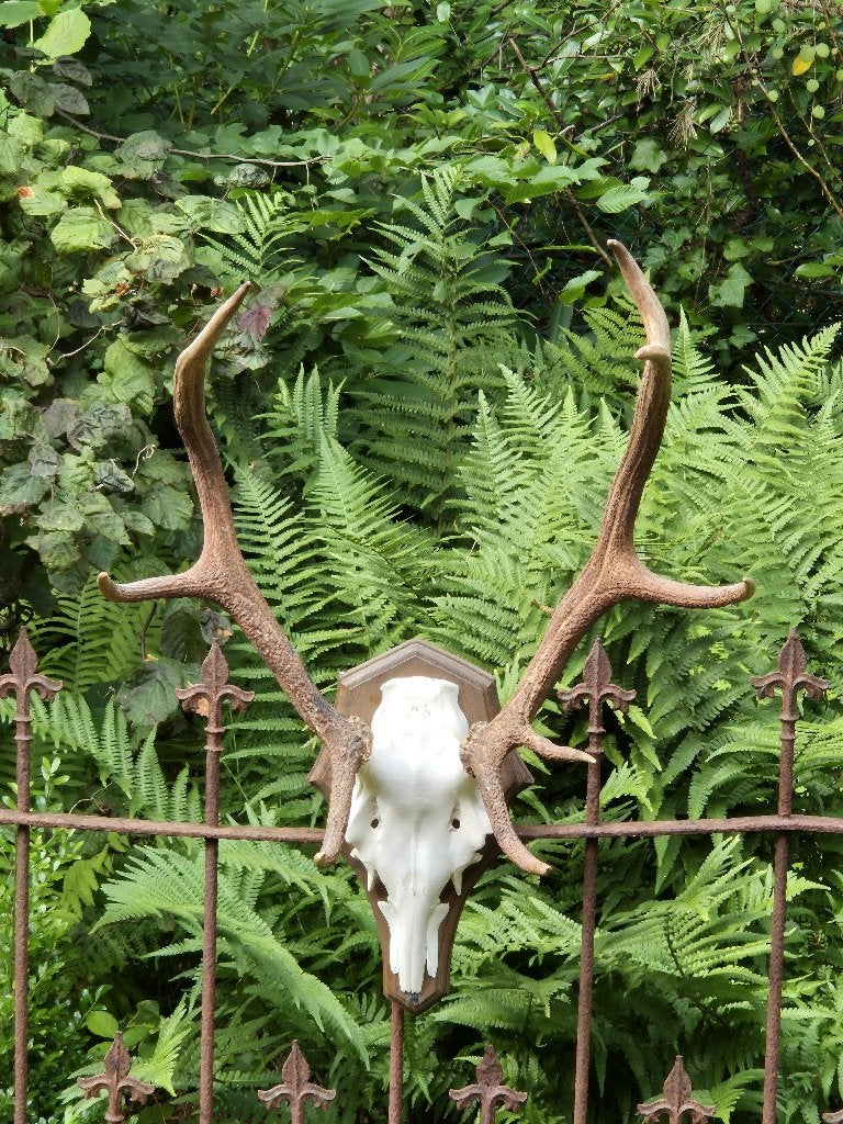 Edelhert gewei van de Veluwe, geëxposeerd in Middachten 2018, Verzamelen, Dierenverzamelingen, Ophalen, Gebruikt, Hert, Gewei of Kop