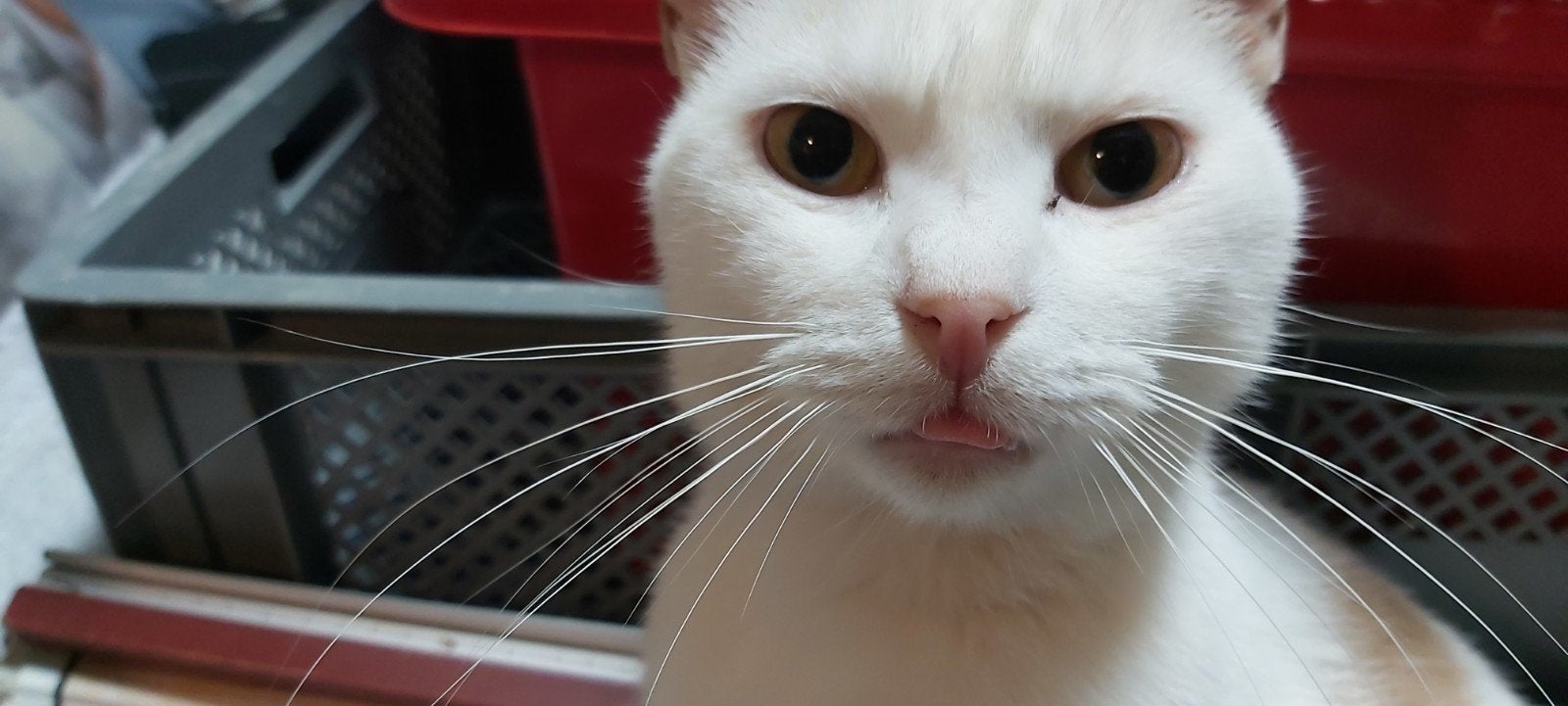 Britse kater 120.00, Kater