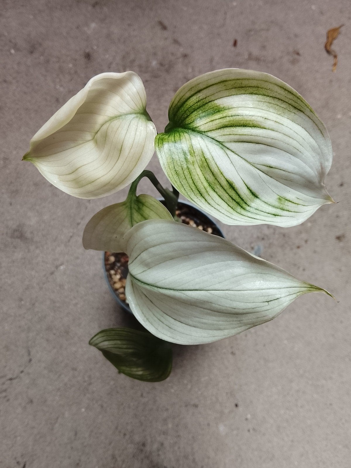 Scindapsus White Monster plant, Ophalen of Verzenden, Volle zon