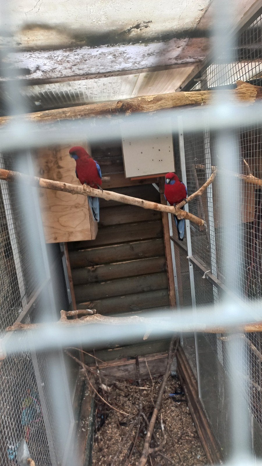wildkleur   penant rosella, Dieren en Toebehoren, Vogels | Parkieten en Papegaaien, Meerdere dieren, Parkiet
