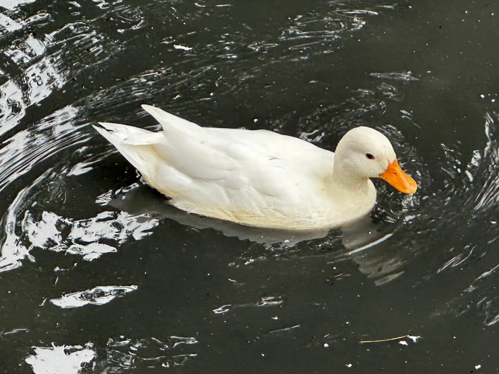Kwaker eend, Dieren en Toebehoren, Mannelijk, Eend