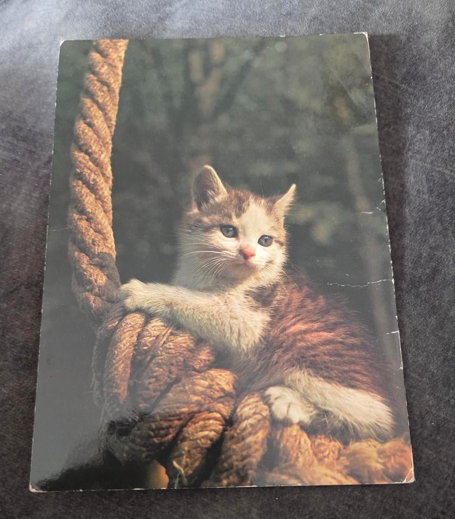 Kat ligt lekker tegen een touw aan, Verzenden, Gelopen, Hond of Kat