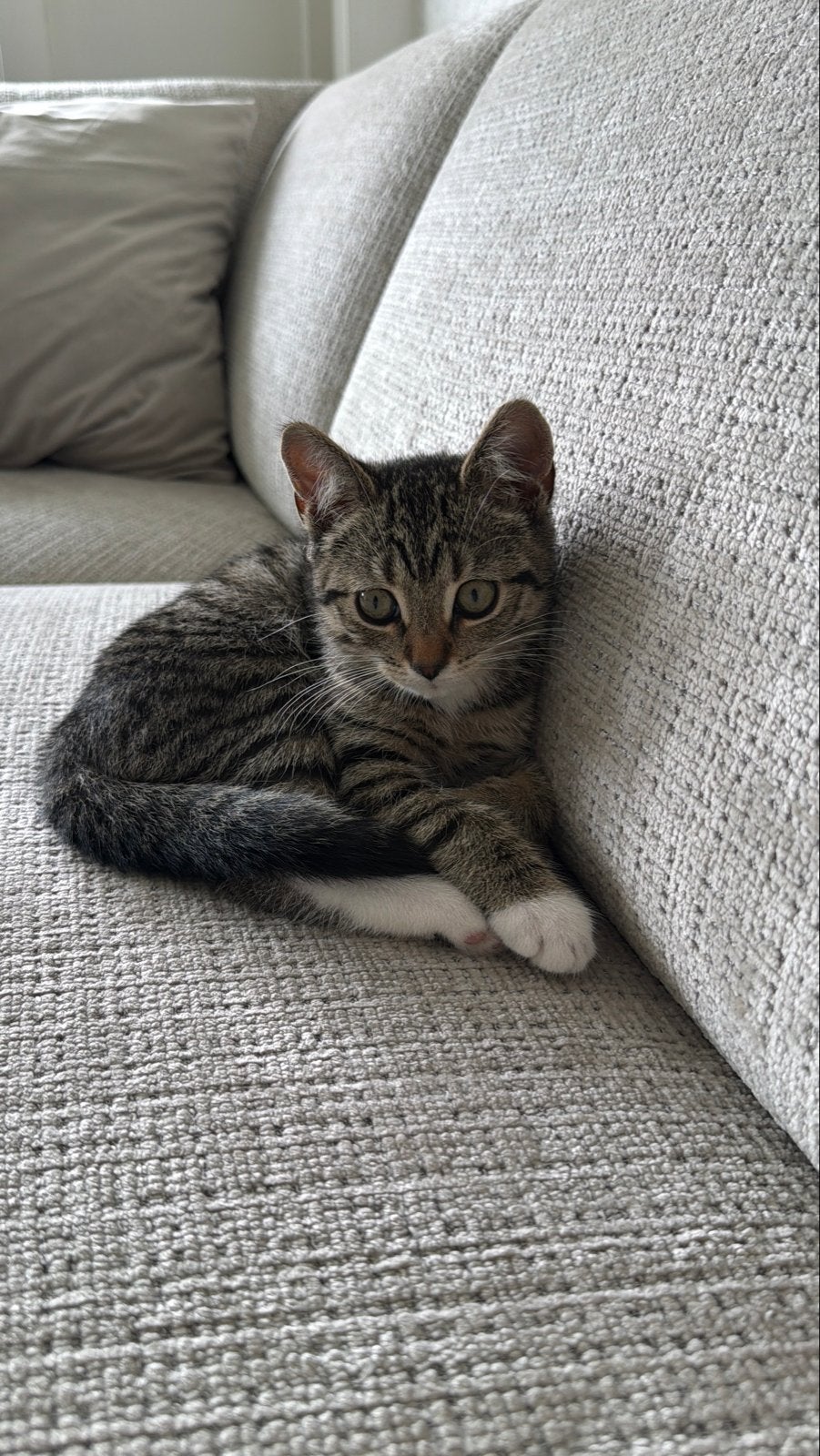 Kitten 12 weken allerliefste, Poes