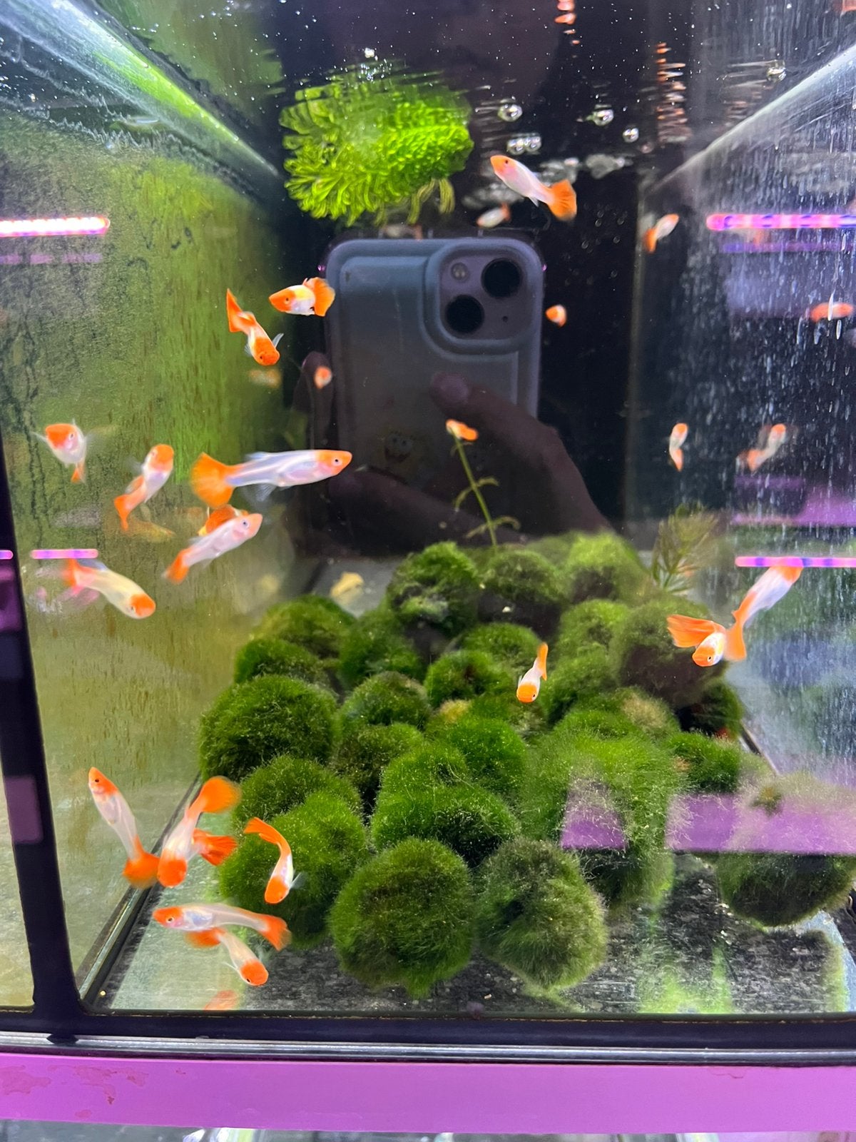 Koi guppy, Dieren en Toebehoren