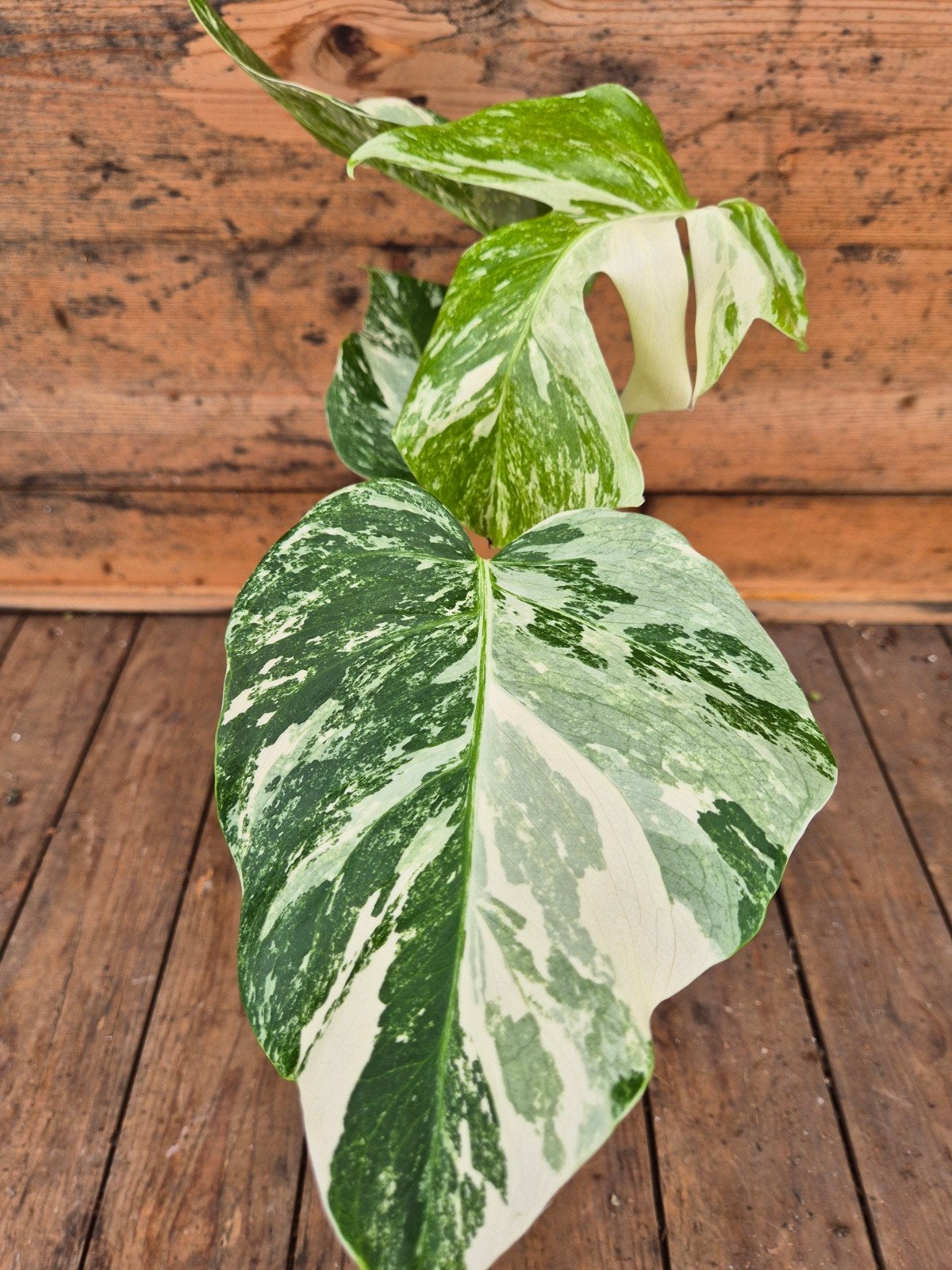Monstera Deliciosa Variegata p12 (6), Huis en Inrichting, Kamerplanten, Ophalen of Verzenden, Halfschaduw, Minder dan 100 cm