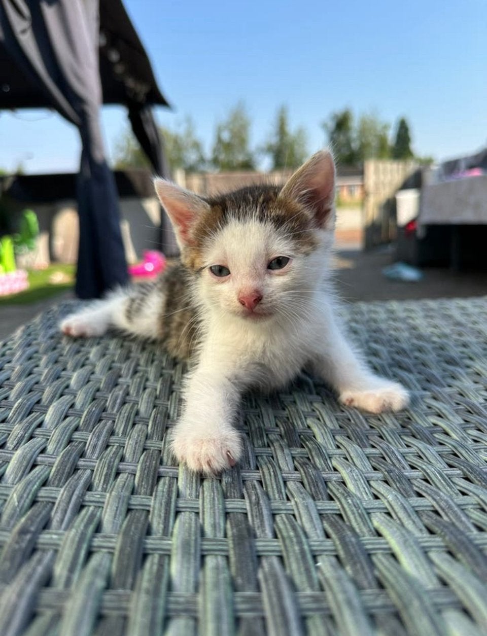 Kittens, Dieren en Toebehoren, Meerdere dieren