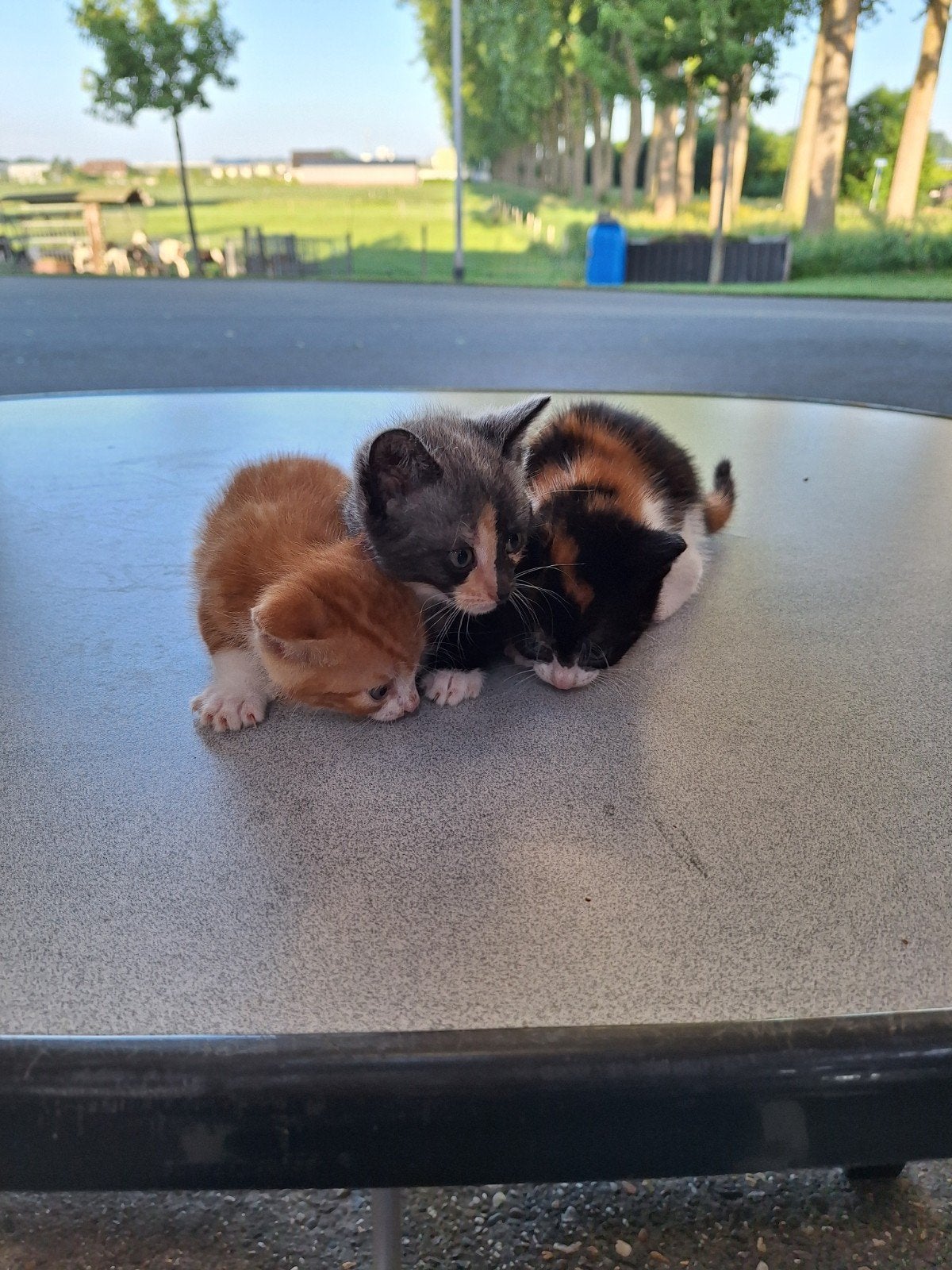 Te koop, mooie boerderijkittens kitten lapje torti, Dieren en Toebehoren, Katten en Kittens | Overige Katten, Meerdere dieren