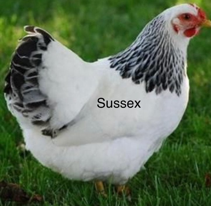 Legkippen te koop diverse rassen., Vrouwelijk, Kip