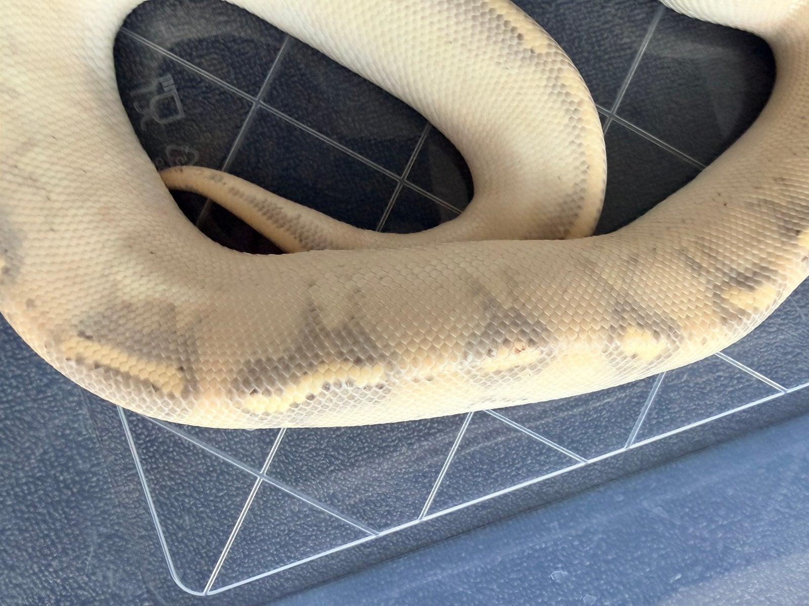 Koningspython 1.0 Ball Python photo 5