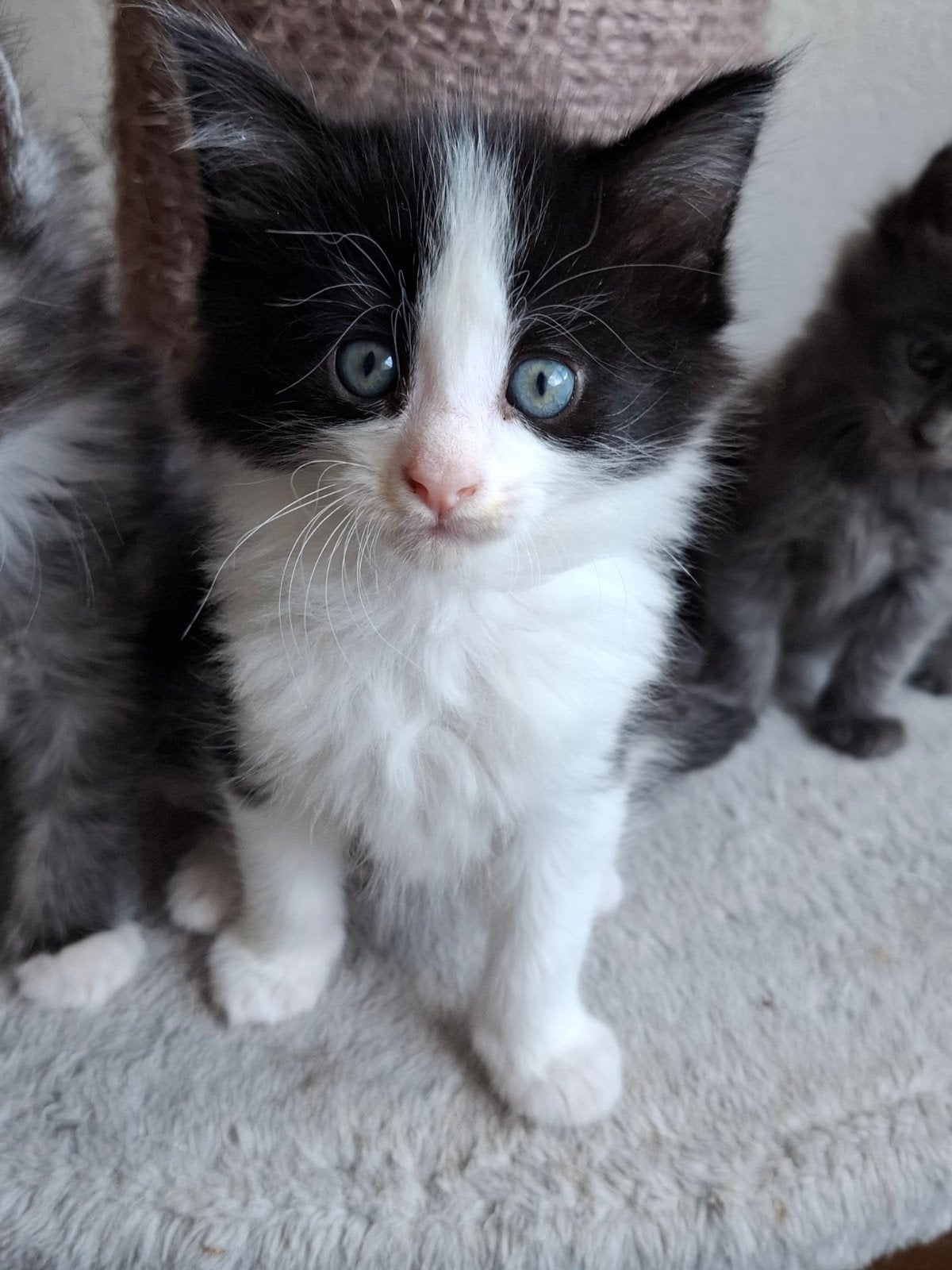 Lieve 100% Maine Coon Kittens, Kater