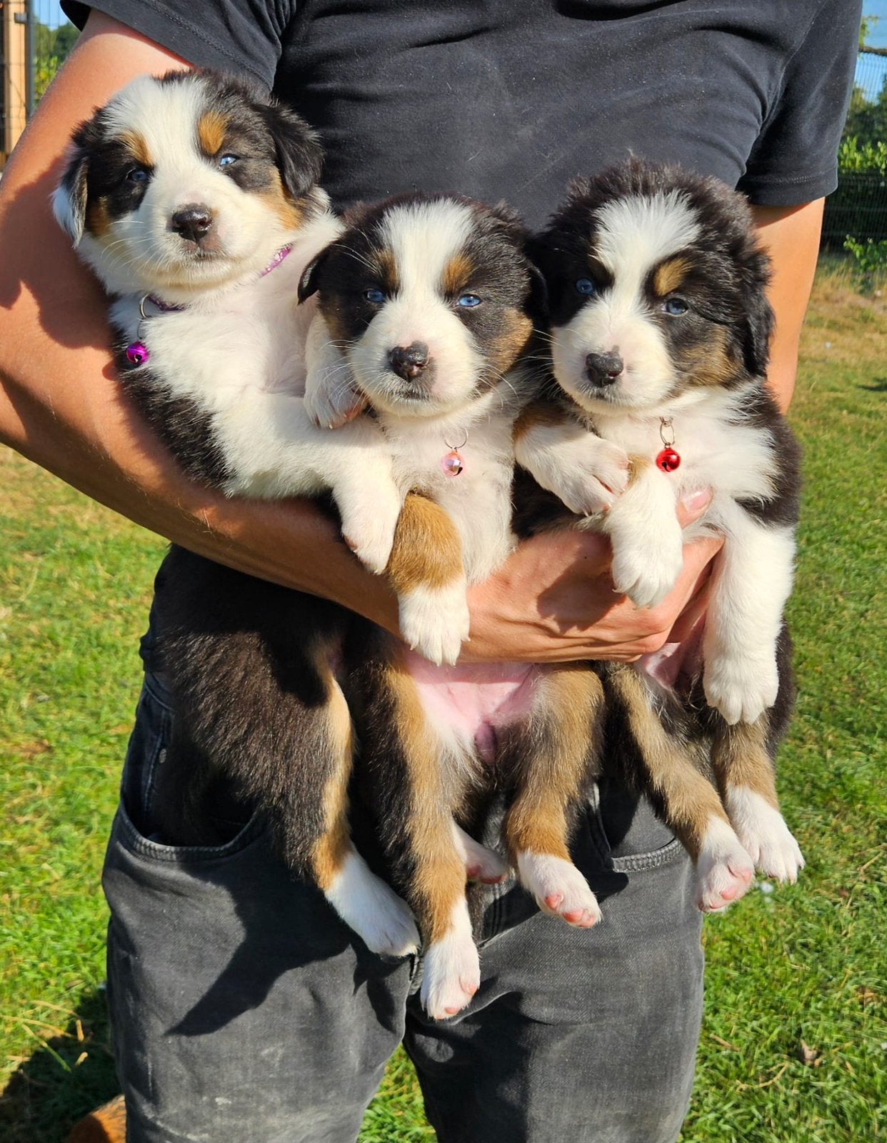 Prachtige Australian Shepherd pups, Dieren en Toebehoren, Honden | Herdershonden en Veedrijvers, Meerdere, Meerdere dieren, Herder