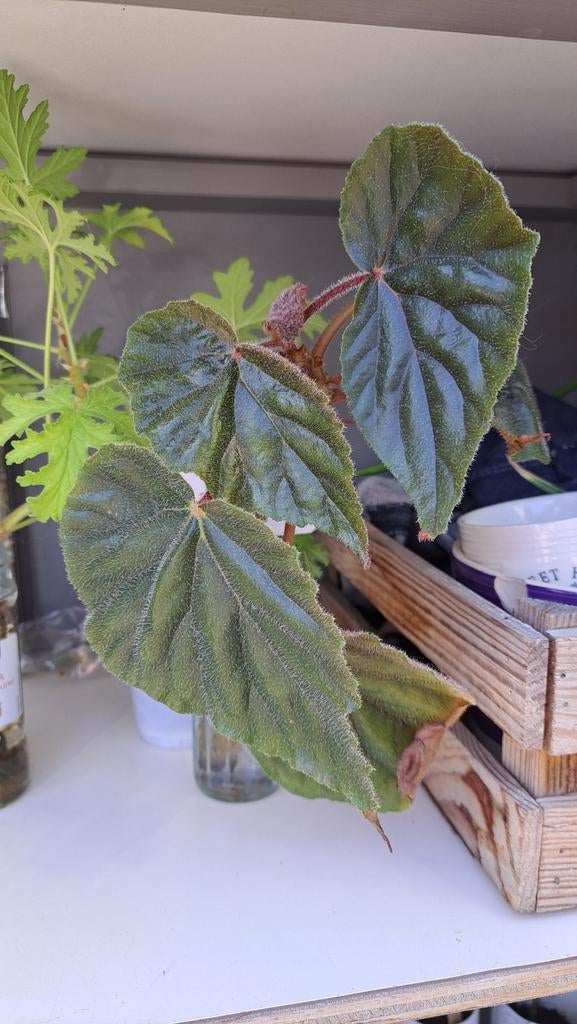 Begonia, Ophalen, Halfschaduw, Minder dan 100 cm