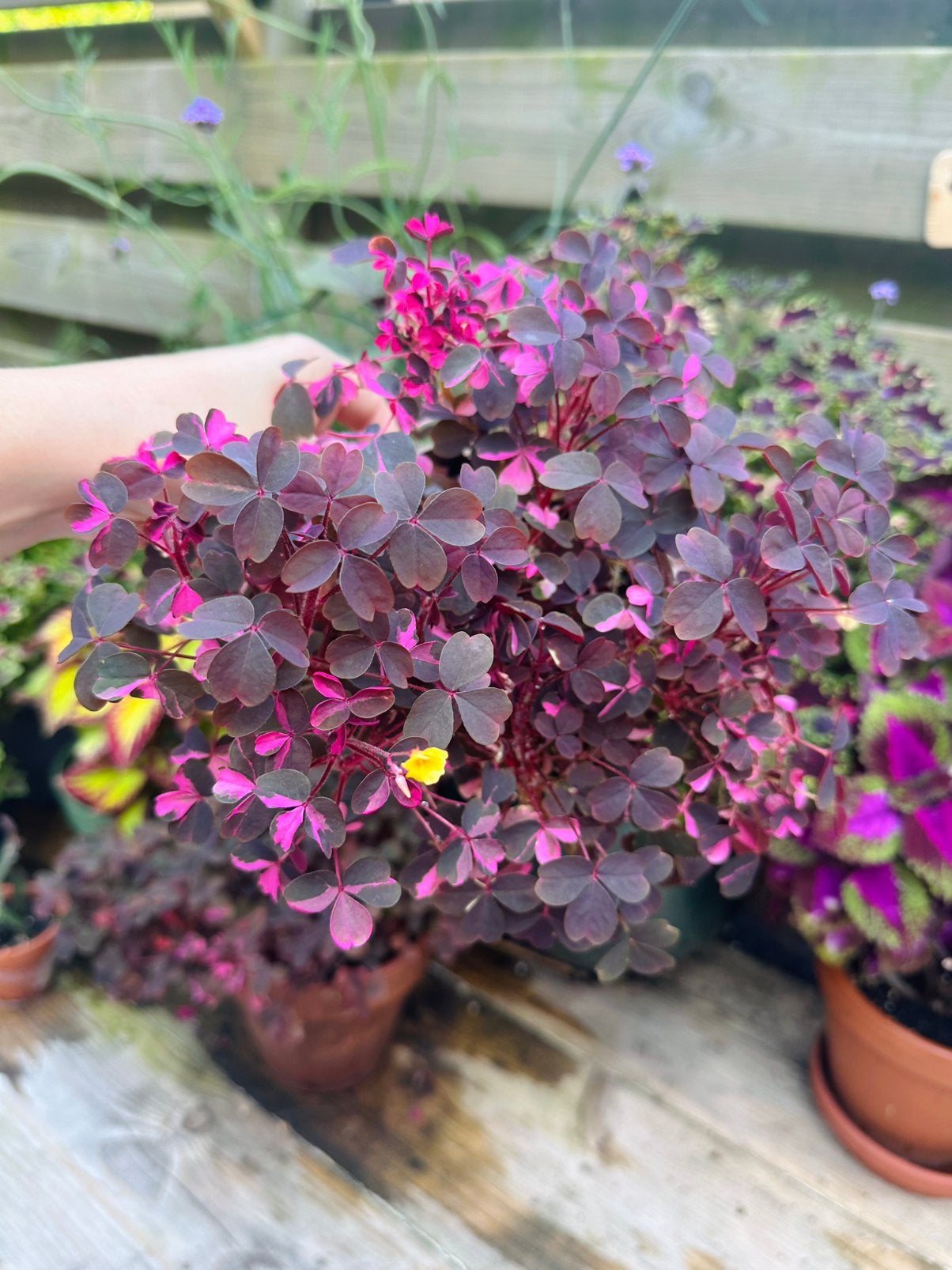 Oxalis crazy plum, Ophalen, Cactus, Volle zon, Minder dan 100 cm
