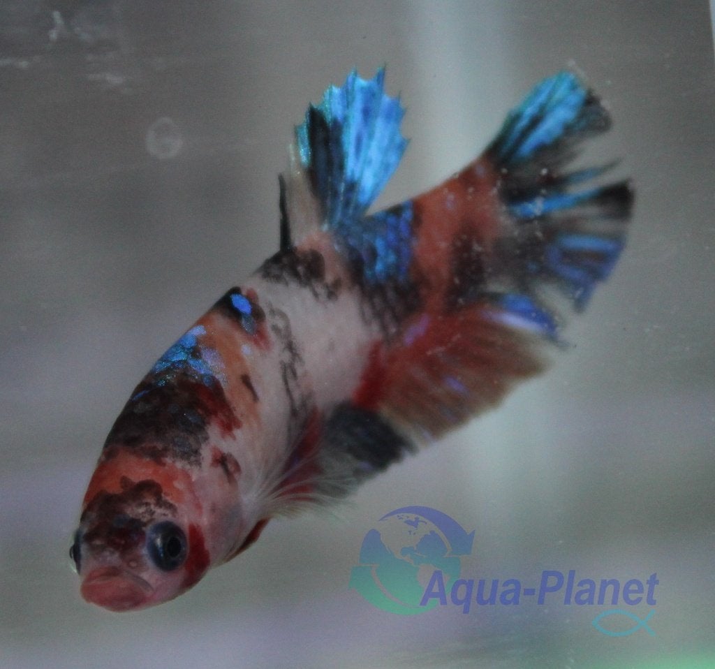 Betta - Koi "Vrouw", Dieren en Toebehoren, Vis, Zoetwatervis