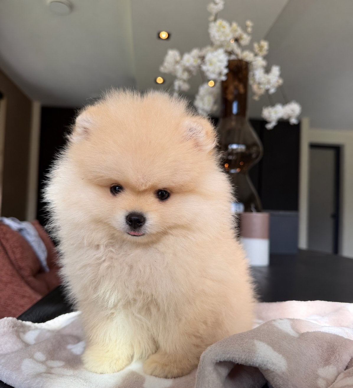 Pomperiaan pup 15 weken reutje, Dieren en Toebehoren, 15 weken tot 1 jaar, Eén hond, CDV (hondenziekte), Nederland