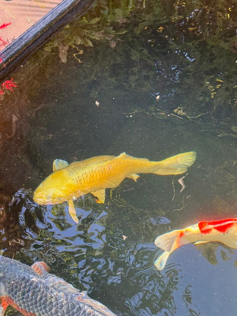 Te koop bijna gratis!: grote koi yamabuki bijna 70 cm!, Dieren en Toebehoren, Vissen | Vijvervissen, Karper of Koi
