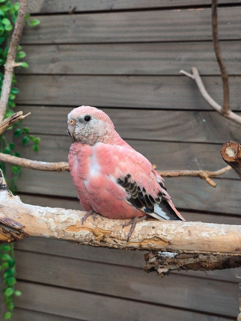 Bourkes parkiet, Meerdere dieren, Parkiet, Geringd