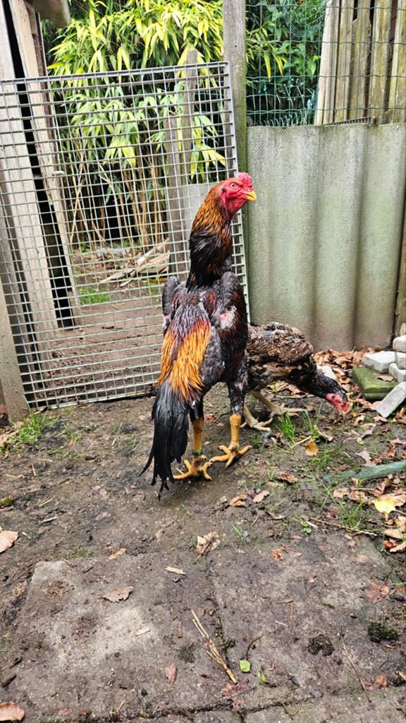 Shamo haan, Dieren en Toebehoren, Pluimvee, Mannelijk, Kip