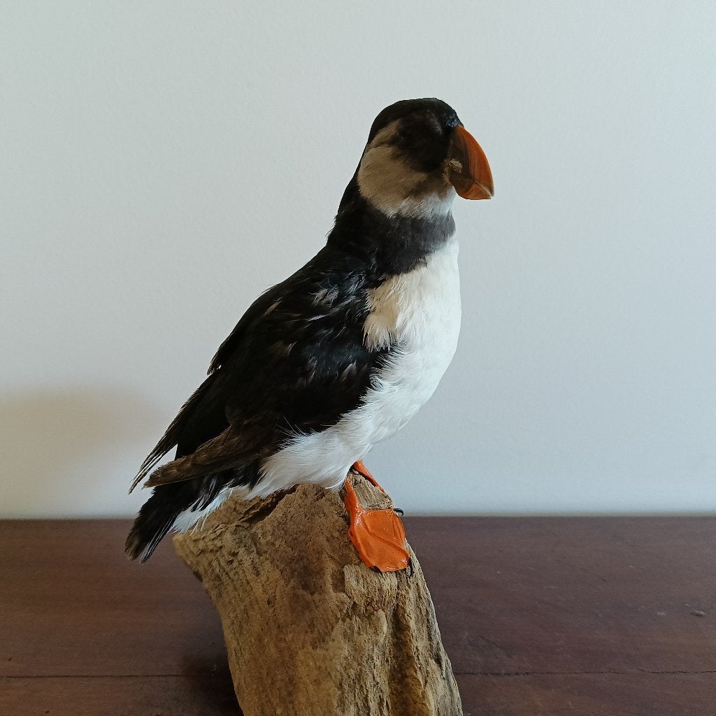 Papegaaiduiker opgezet, Verzenden, Nieuw, Vogel, Opgezet dier
