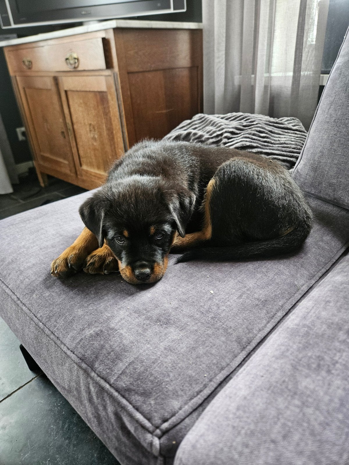 Nog 1 heel lief Rottweiler reutje, Dieren en Toebehoren, Honden | Jack Russells en Terriërs, Overige rassen, 8 tot 15 weken, Meerdere