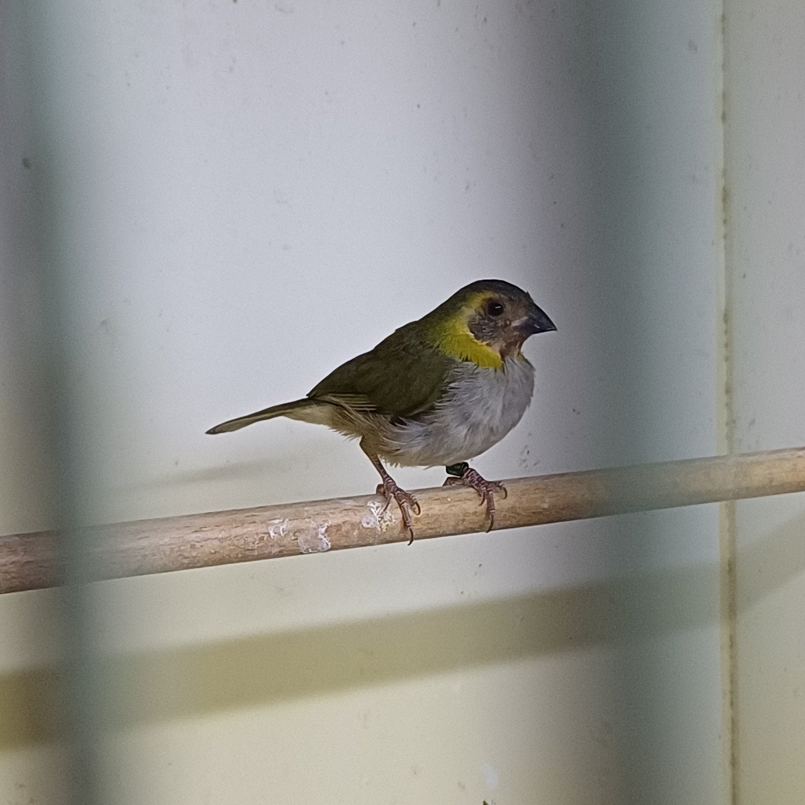 Cubavink koppel 2026, Meerdere dieren, Tropenvogel, Geringd