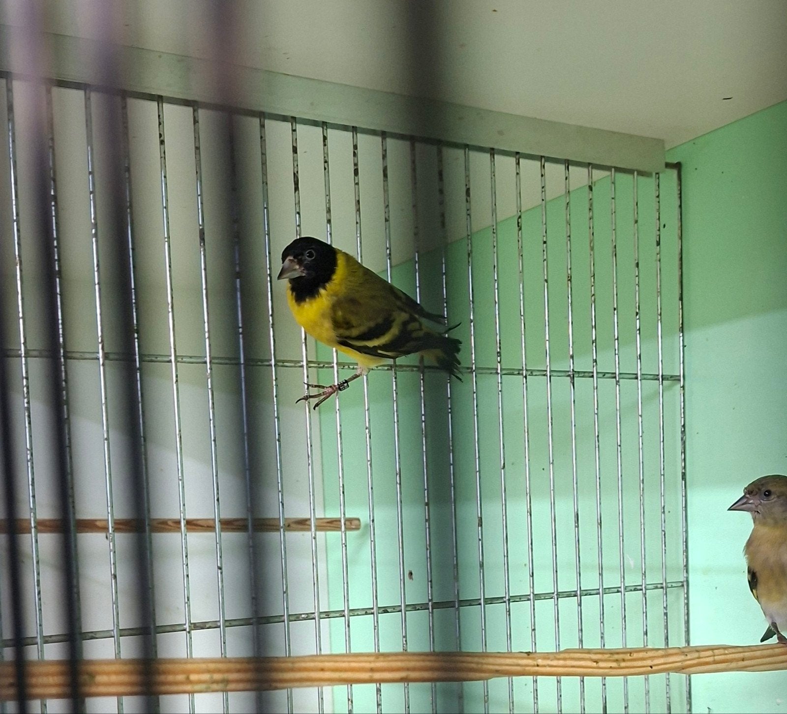 Koppel magelaansijs, Dieren en Toebehoren, Meerdere dieren, Geringd