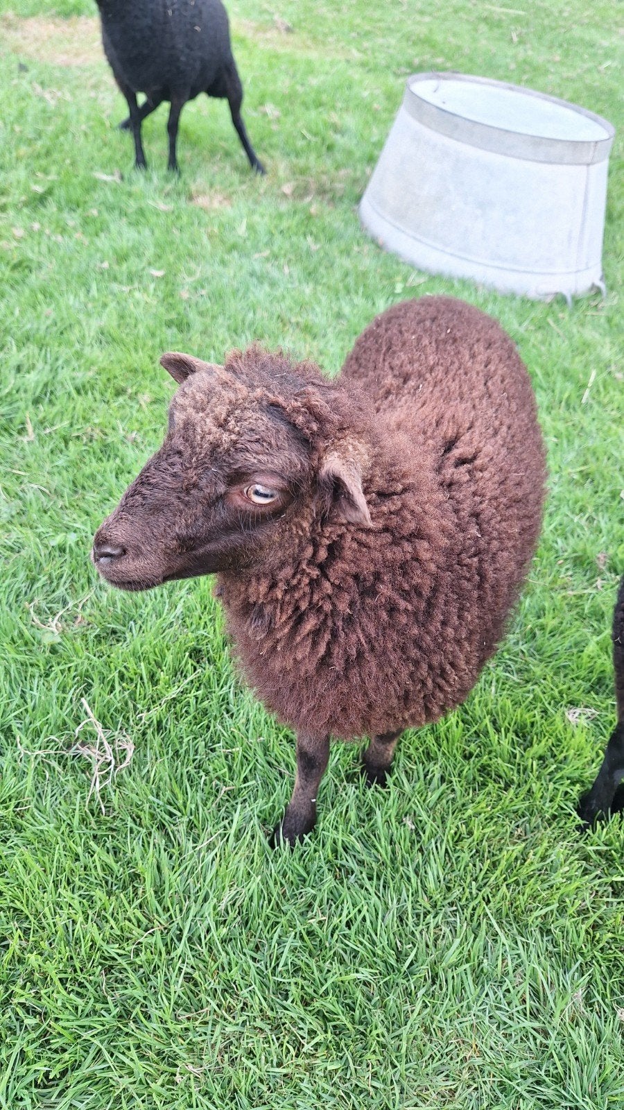 Ouessant ooien en ooilam stamboek schapen, Dieren en Toebehoren, Vrouwelijk, Schaap, 0 tot 2 jaar