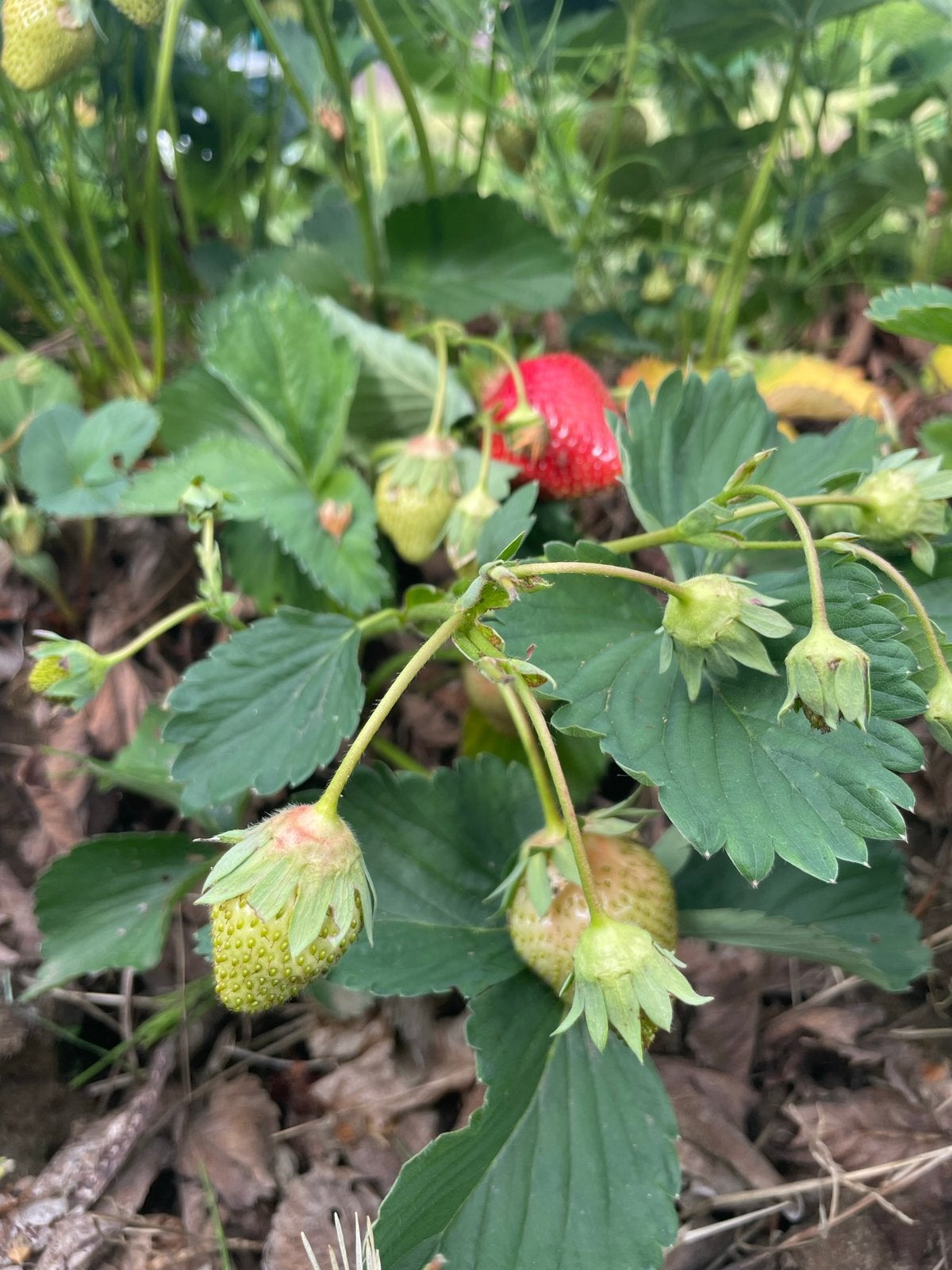 Aardbeien planten en stekjes, Ophalen, Overige soorten, Volle zon