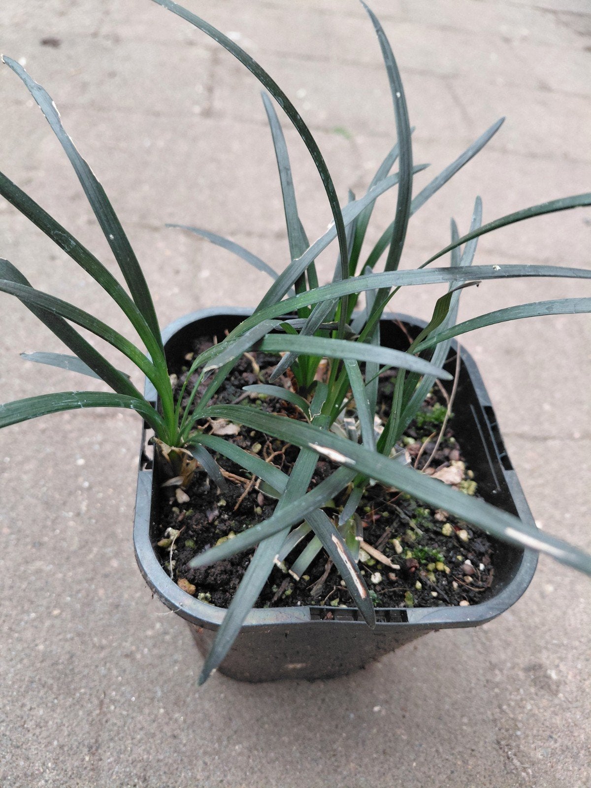 ophiopogon, Ophalen, Vaste plant, Siergrassen, Halfschaduw