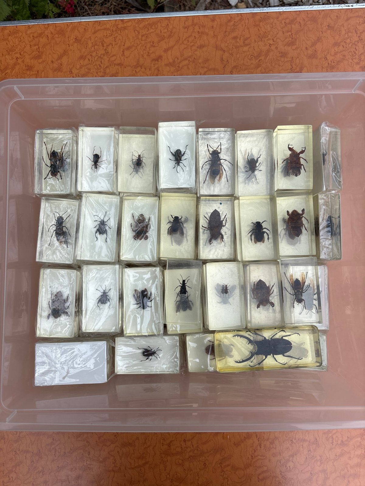 Insecten in epoxy, Dieren en Toebehoren, Overige soorten