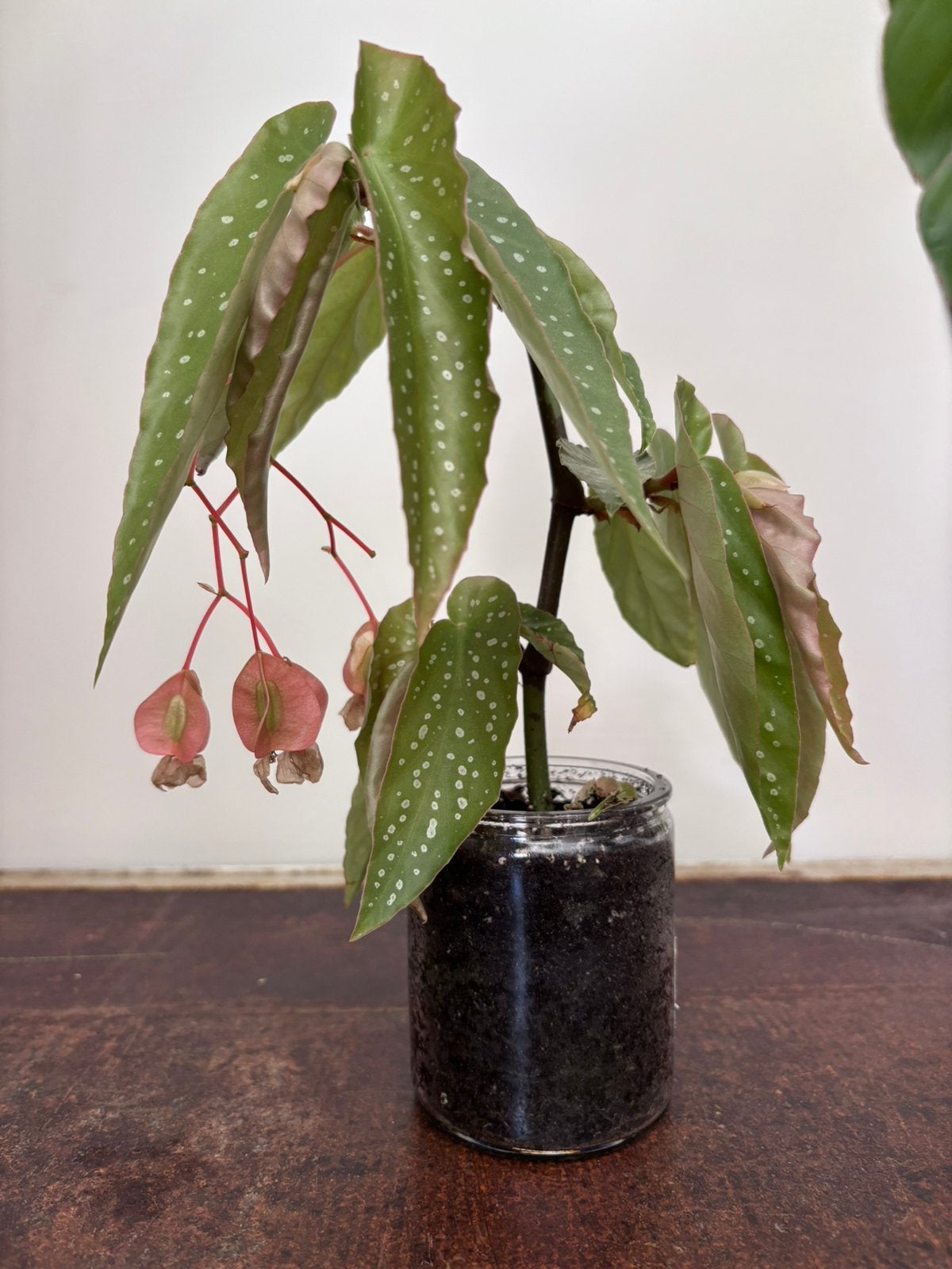 Begonia tamaya stekjes, Ophalen, 100 tot 150 cm, In pot, Bloeiende kamerplant