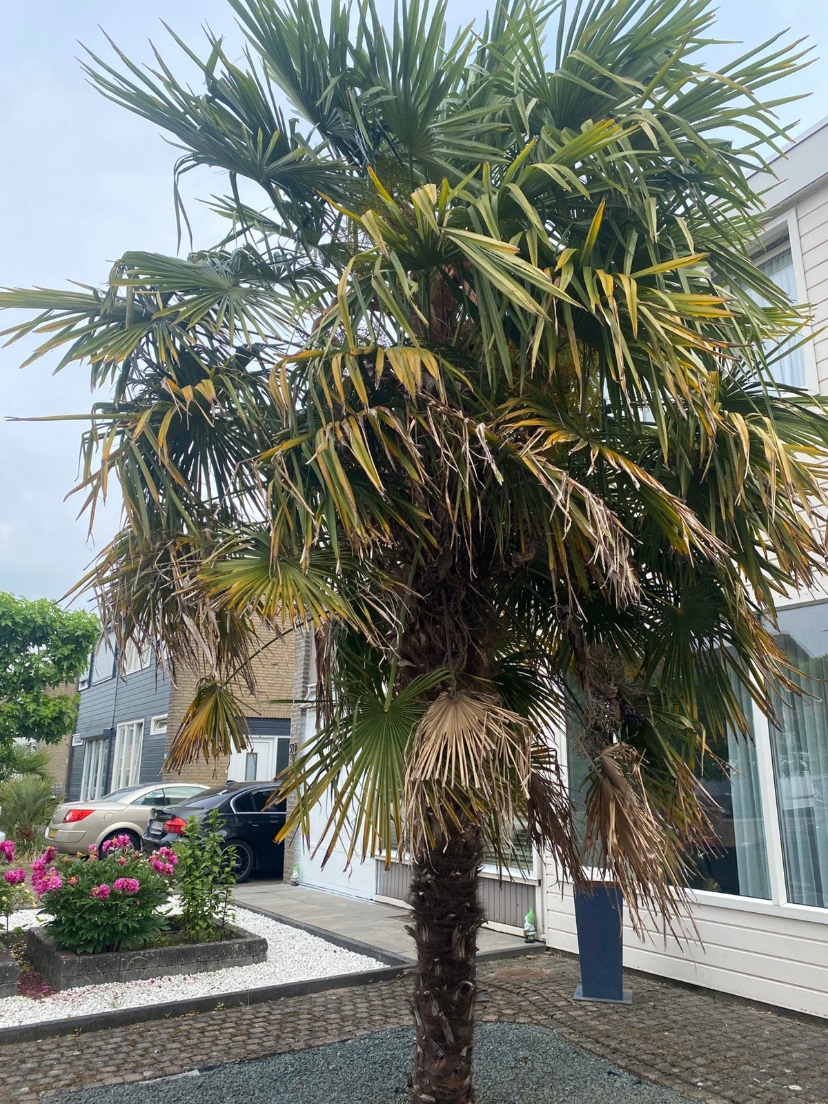 Palmboom, Tuin en Terras, Planten | Bomen, 100 tot 250 cm, Zomer, Palmboom, Ophalen