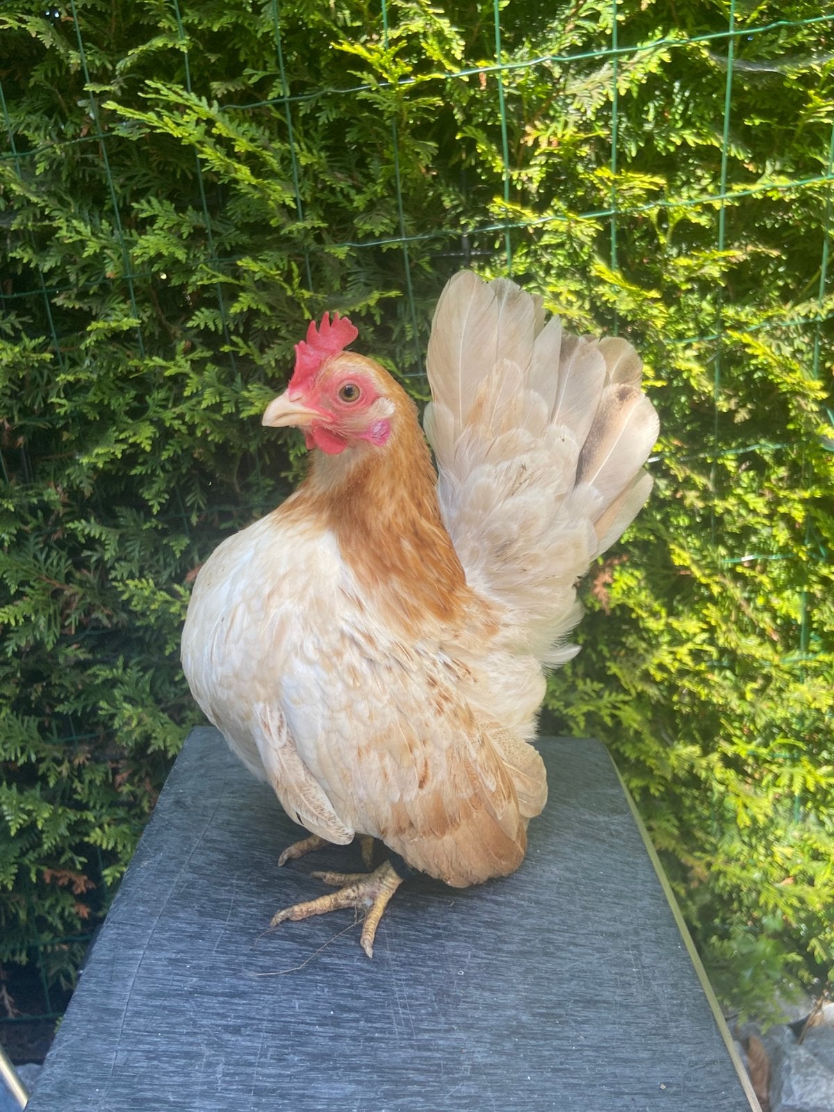 Serama hen, Dieren en Toebehoren, Vrouwelijk, Kip