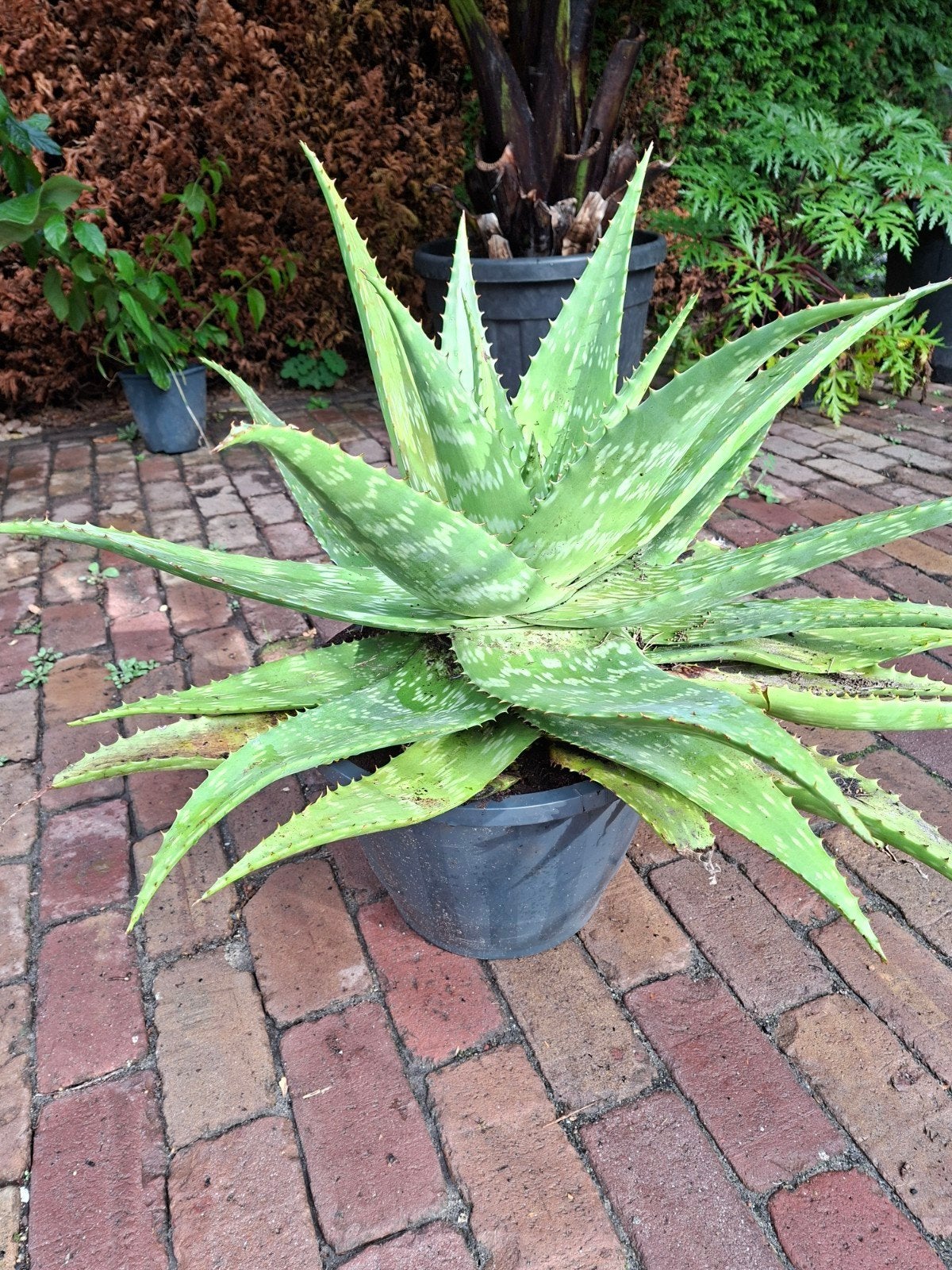 Grote Aloe Maculata - Tijgeraloë - Decoratieve Vetplant, Tuin en Terras, Volle zon, Vaste plant, Bloeit niet, Ophalen