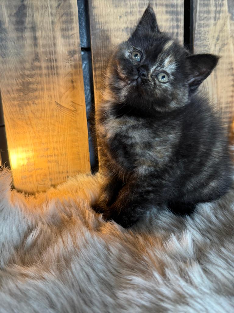 💕brits(e)korthaar kittens choco torti en cinnemon💕, Dieren en Toebehoren, Katten en Kittens | Raskatten | Korthaar, Poes, Gechipt