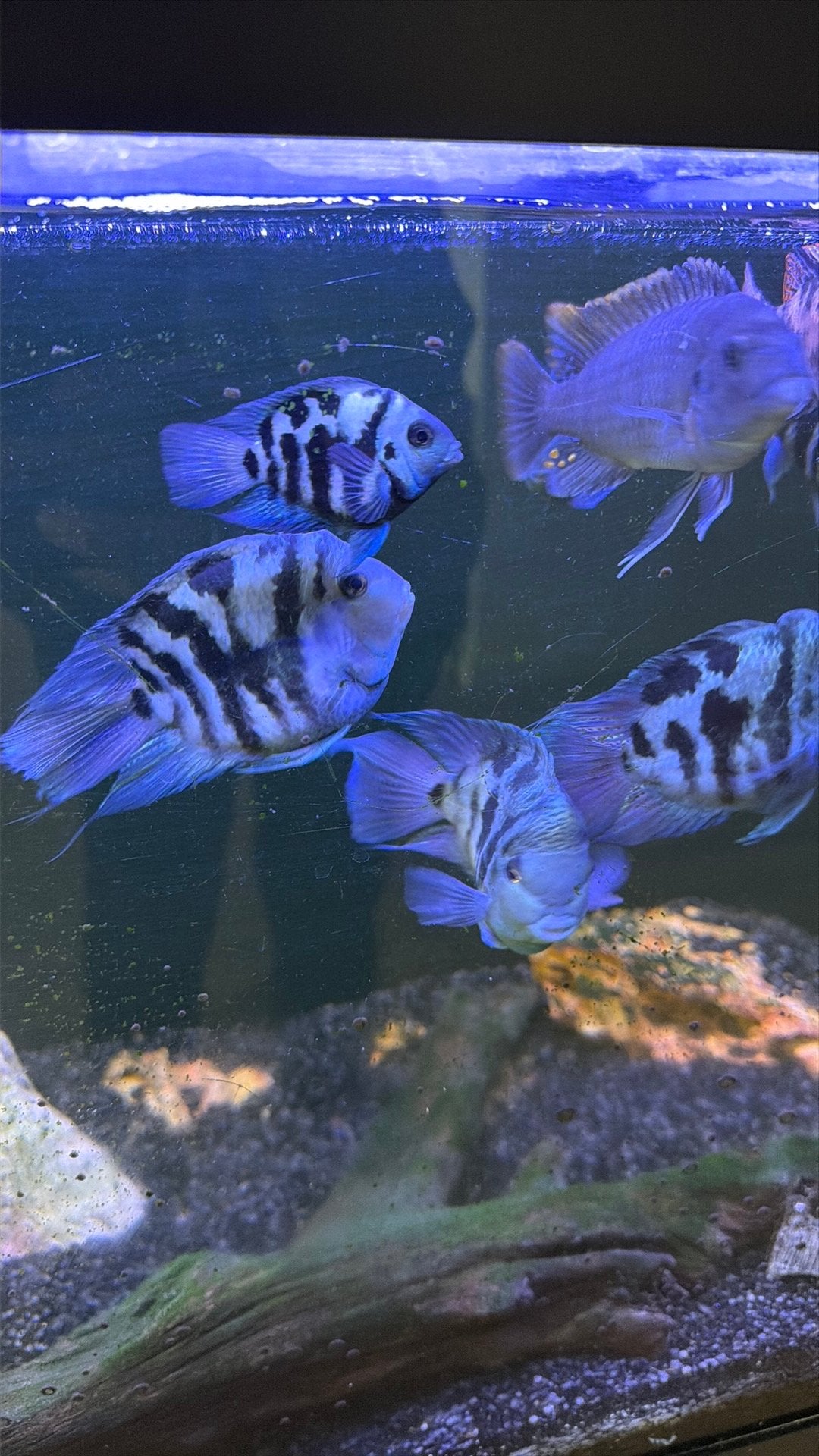 Blu polar en malavi, Dieren en Toebehoren, Vissen | Aquariumvissen, Vis