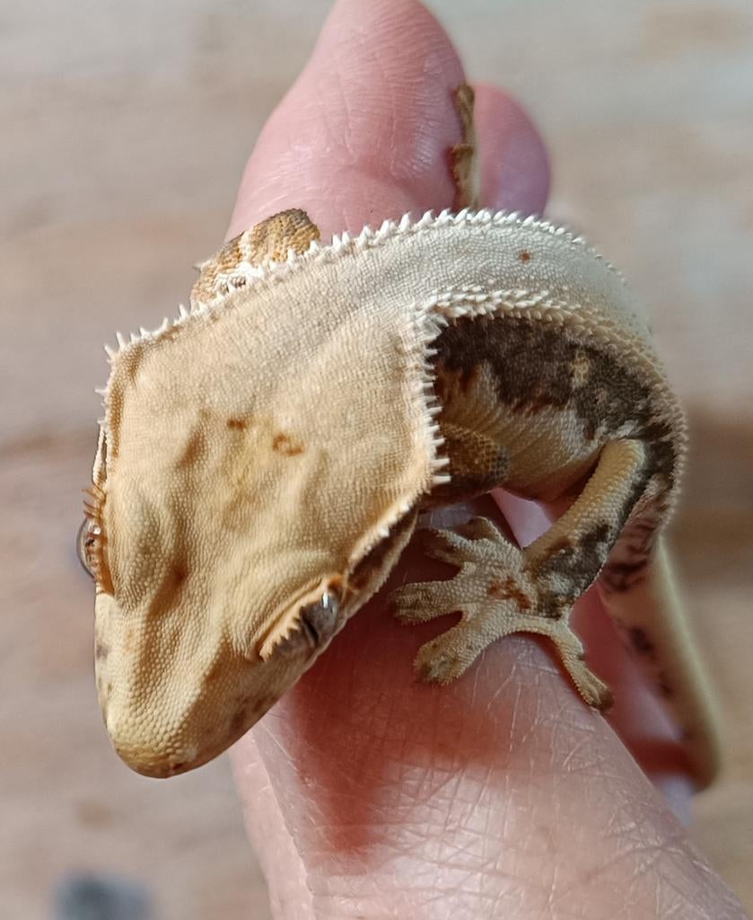 Wimpergekko nakweek 2025 Lillywhite Crested Gecko - female for sale from Sabrina
