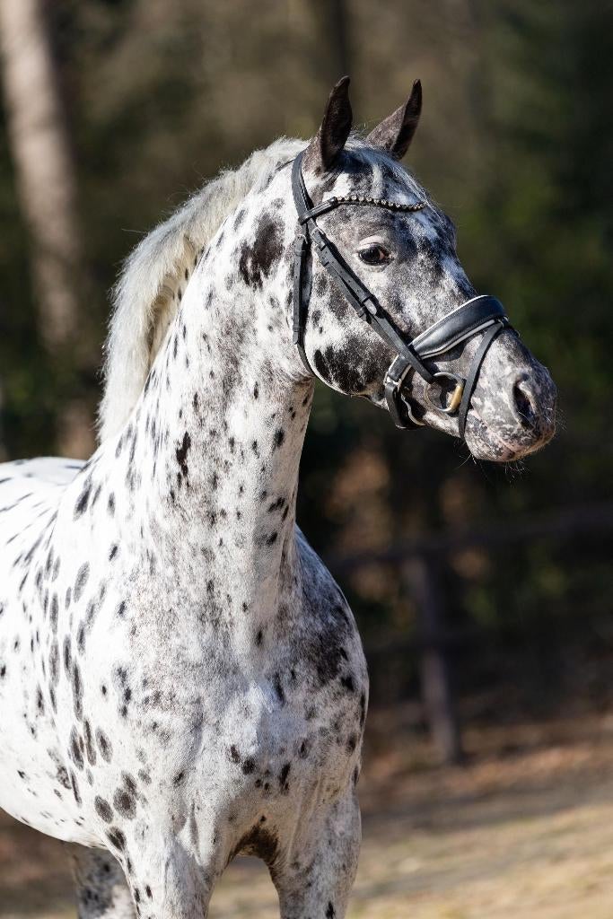 Appaloosa dekhengsten dressuur springen kleine en grote maat, Dieren en Toebehoren, Hengst