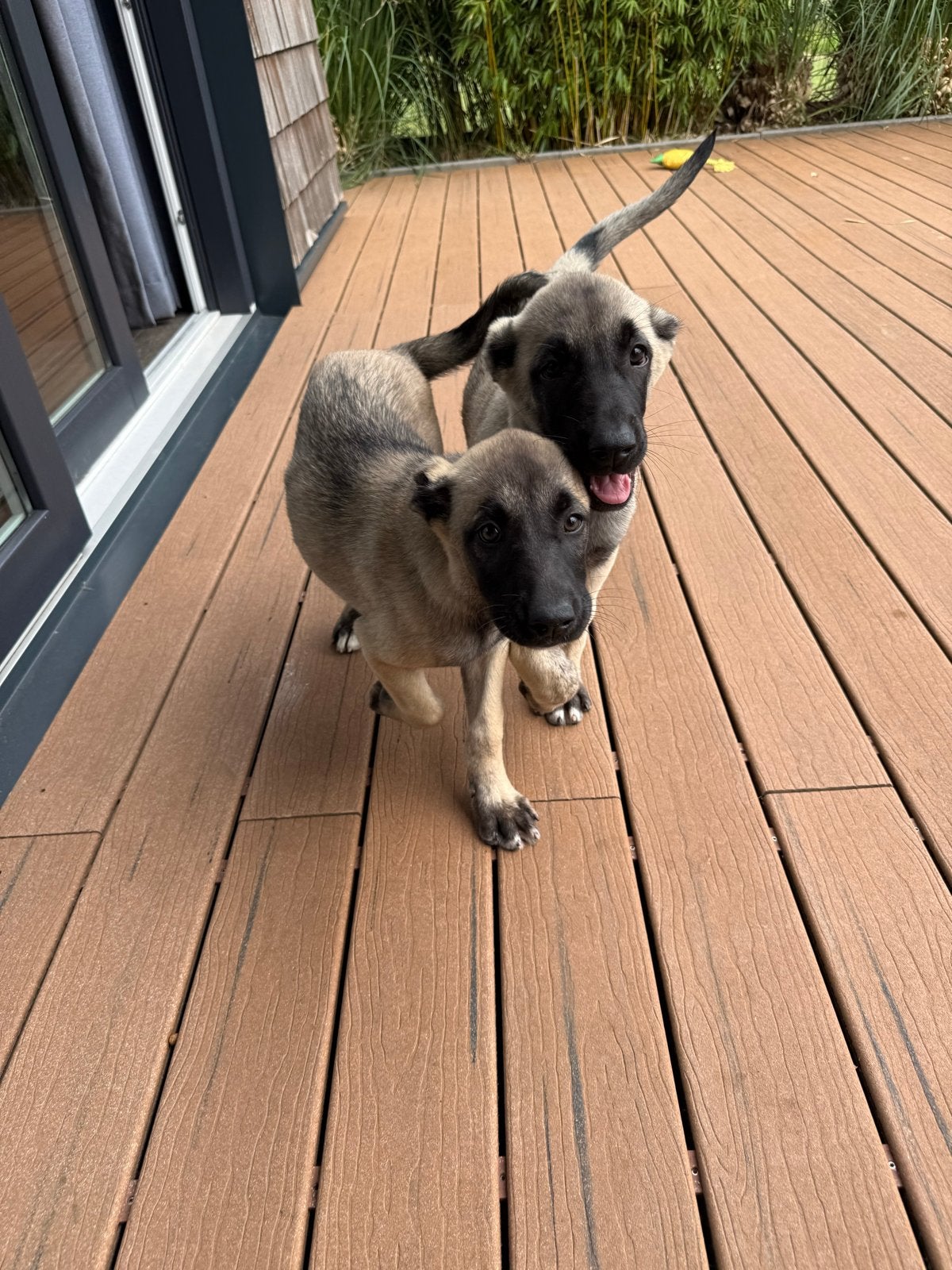 Kangal puppies, Particulier, 8 tot 15 weken, Buitenland, Teef