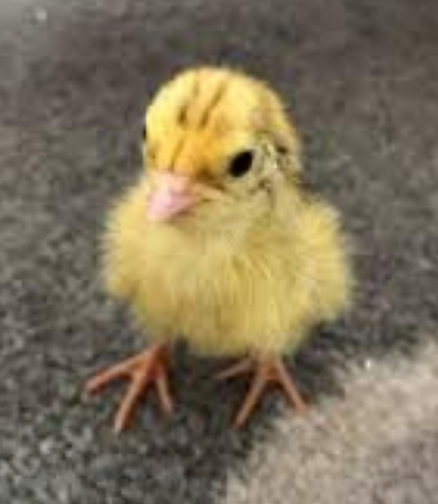 Ze zijn er weer!! Japanse kwartels, Meerdere dieren