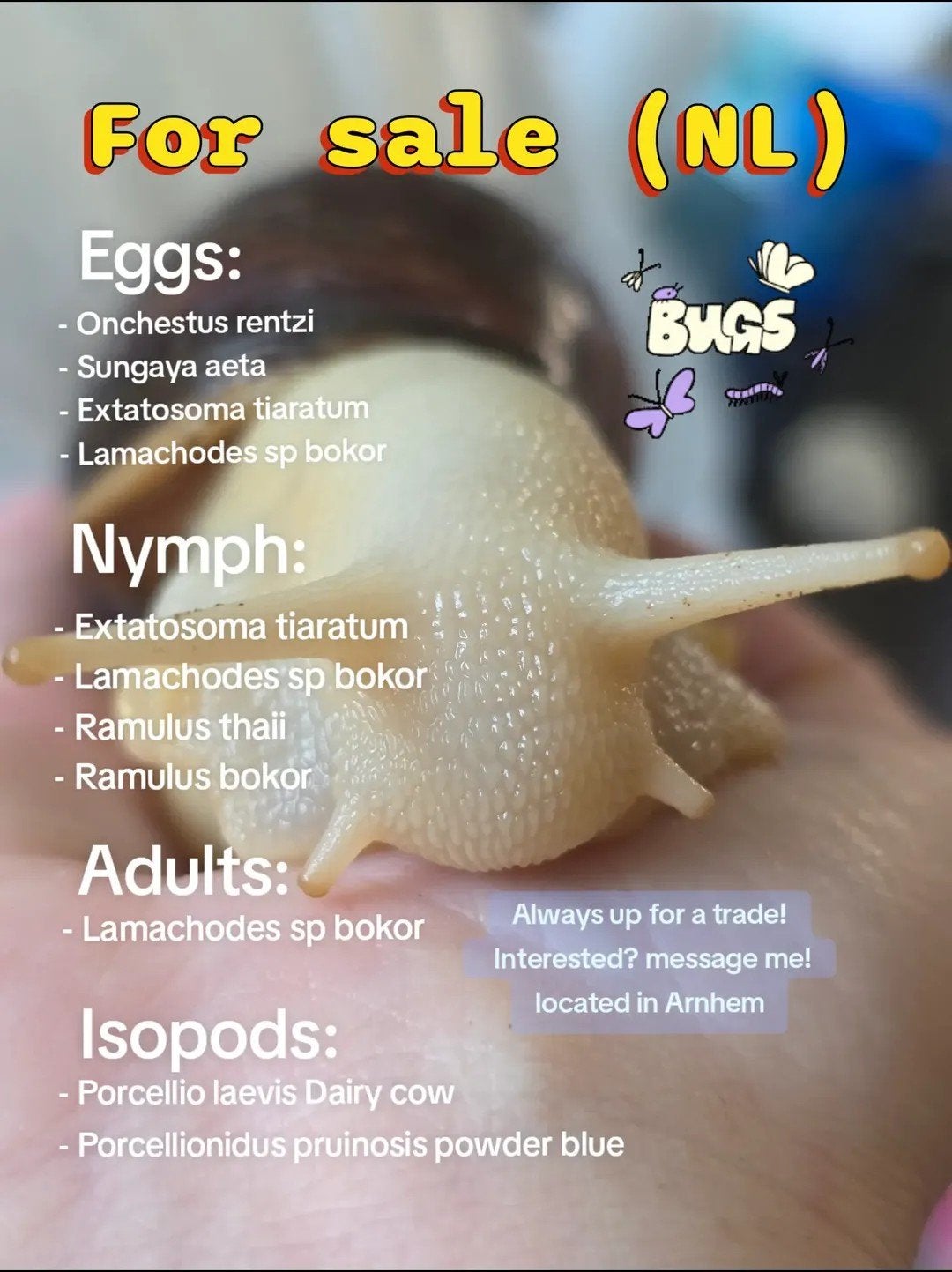 Diverse wandelende takken en isopods, Dieren en Toebehoren, Insecten en Spinnen, Overige soorten